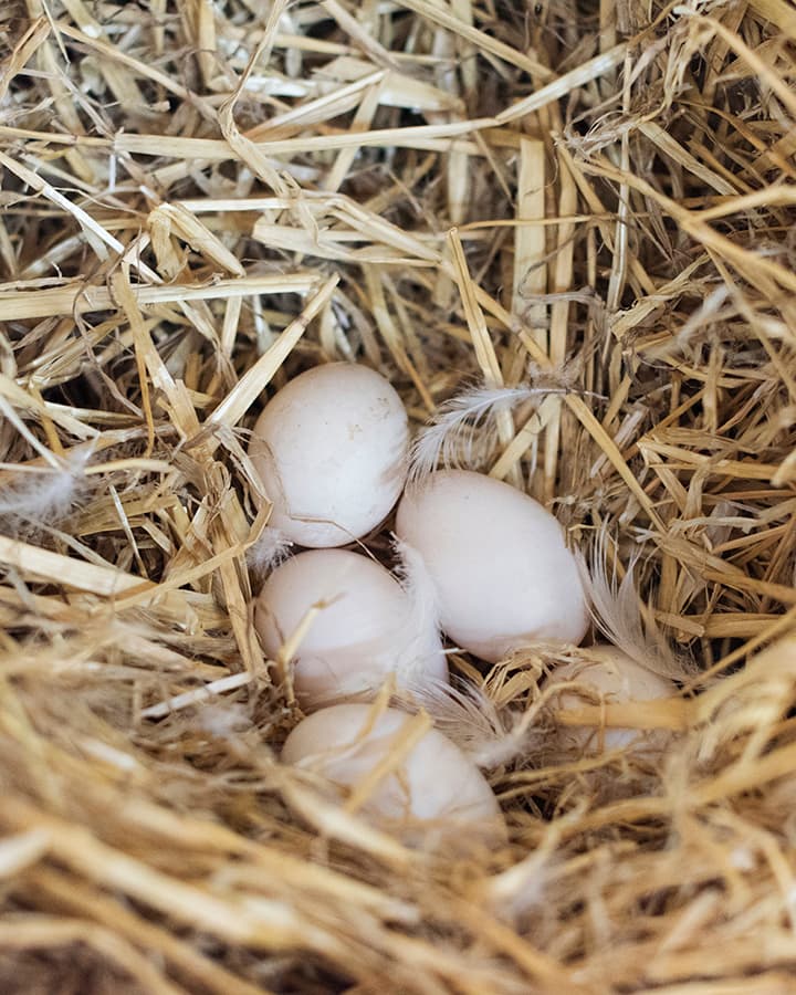 Cover Image for Food From Our Friends: Watercress Lane Farm