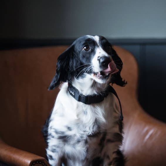 Cover Image for NATIONAL DOG DAY