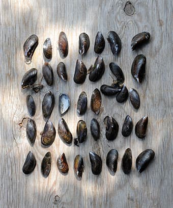 Cover Image for How important is sustainable fishing?