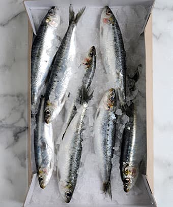 Cover Image for Grilled Atlantic Sardines with tomato sauce