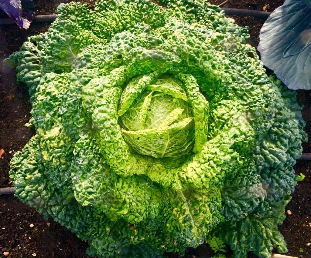 Cover Image for Autumn days in Kew Gardens