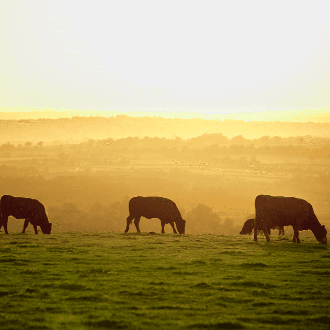 Cover Image for Our Steaks – a cut above the rest