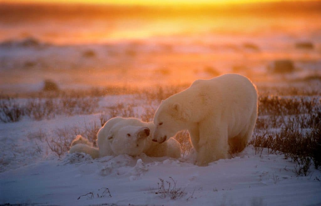 Cover Image for Support the Marine Conservation Society with our unique auction