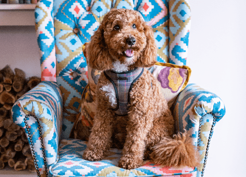 Cover Image for Calling all canine models!