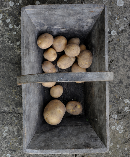 Potato Harvest Brasserie Blanc